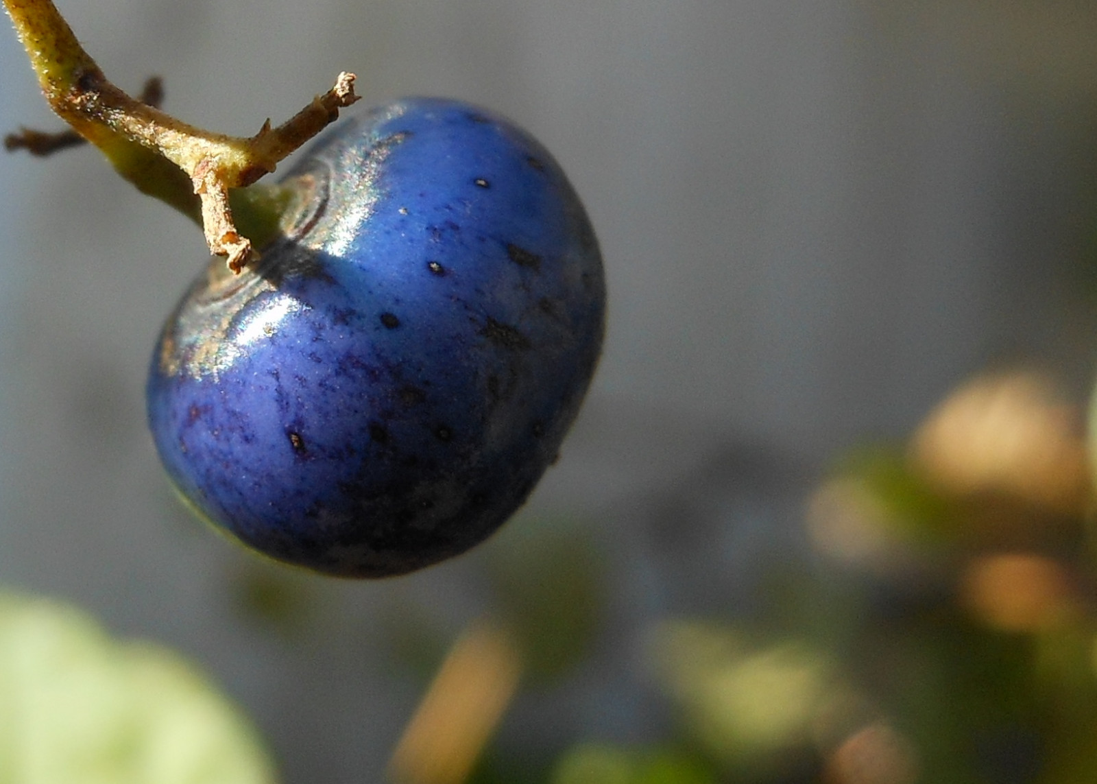 foresta, autunno, viola, avvicinamento, macro, frutta, autunno, bacca, Staten Island, thegalaxy, ringexcellence, dblringexcellence, eltringexcellence, un, avvicinamento, fotografia macro, mirtillo, Tripleringexcellence, Eliteringofexcellence, Astoundingringofexcellence, Redcarpethalloffame, Galaxyhalloffame, Bestofredcarpethalloffame, Cibi d'oliva
