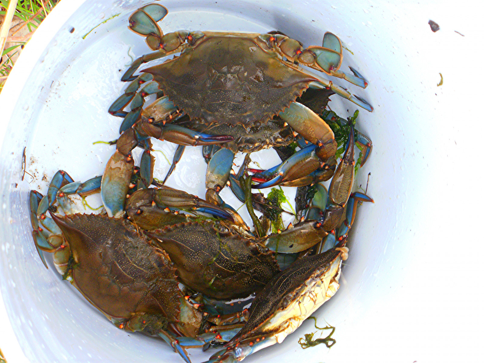 jídlo, makro, Kbelík, plody moře, rybolov, mygearandme, krab, zátoka, MA, capecod, zdroj živočišných potravin, Decapoda, korýš, dungeness krab, sladkovodní krab, měkkýše, měkký krab, hyannisma, krabí maso, Bluecrab, Krabání, Krabbin, chesapeake blue crab