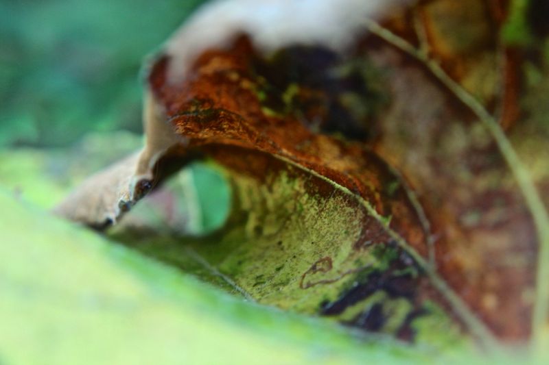 természet,közelkép,makró,rovar,vadvilág,bokeh