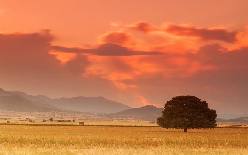 trees, landscape, sunset, hill, nature, sky trees, landscape, sunset, hill, nature, sky