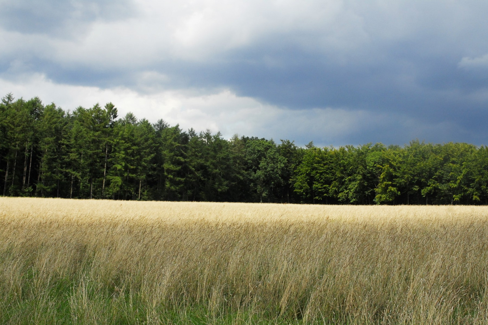 sollys, træer, landskab, bakke, natur, græs, himmel, Mark, grøn, morgen, horisont, Sky, træ, græsarealer, plante, græs, landbrug, eng, almindeligt, græsplæne, prærie, afgrøde, jord, landdistrikt, levested, naturligt miljø, jord plante, økosystem, græs familie