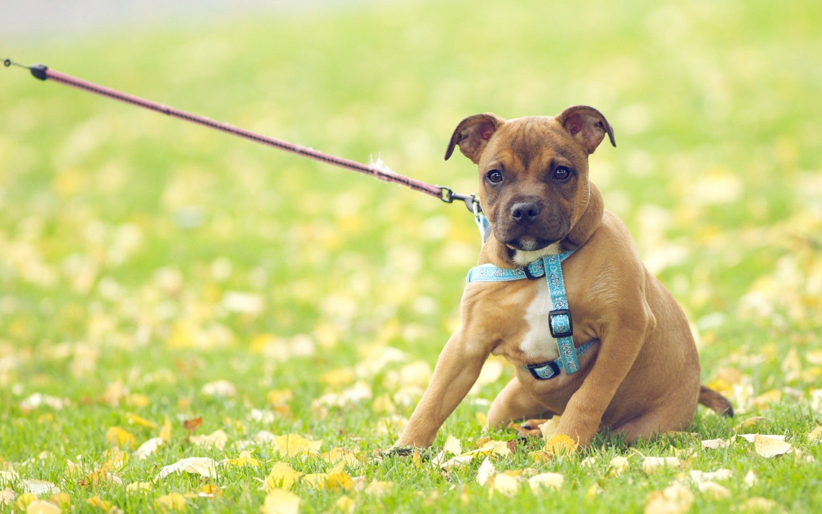 Wallpaper flowers, grass, field, puppy, vertebrate, animal sports