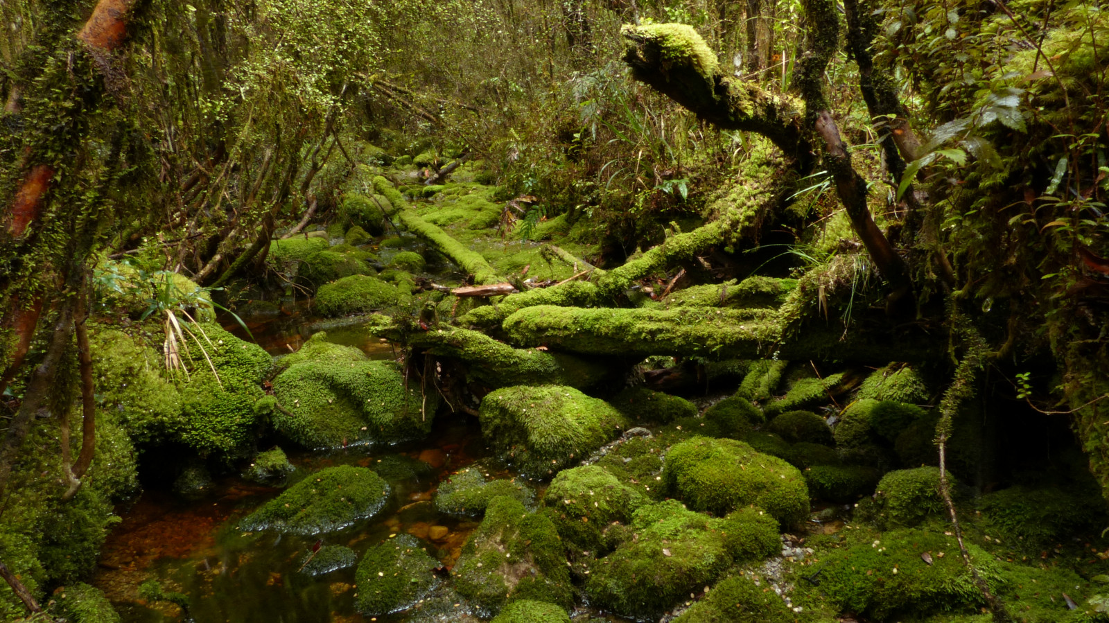 vegetazione, natura, ecosistema, riserva naturale, foresta, natura selvaggia, vecchia foresta di crescita, foresta pluviale, bosco, tropical and subtropical coniferous forests, albero, acqua, giungla, muschio, valdivian temperate rain forest, pianta, impianto di terreni non vascolare, bioma, foresta temperata, paesaggio, ruscello, temperata foresta di conifere, spruce fir forest, bosco ripariale, alveo, torrente, erba, shrubland, riparian zone, plant community, Banca
