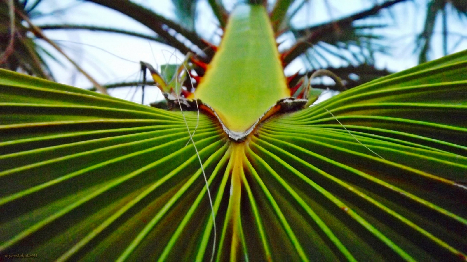 park, náměstí, nightphotography, parque, flores, květ, makro, voda, růže, zahrada, kapky, jaro, agua, Pozadí, flor, rosa, FinePix, Fujifilm, kaluž, kapky vody, Rosas, fondo, Rosal, jardin, fondos, castello, s4000, gotasdeagua, salpicadura, fotografianocturna, fujifilmfinepixs4000