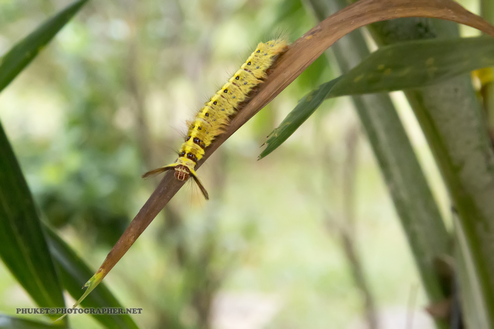 Pathteya Insect Wallpaper : landscape, leaves, garden, nature, minimalism, clouds ...