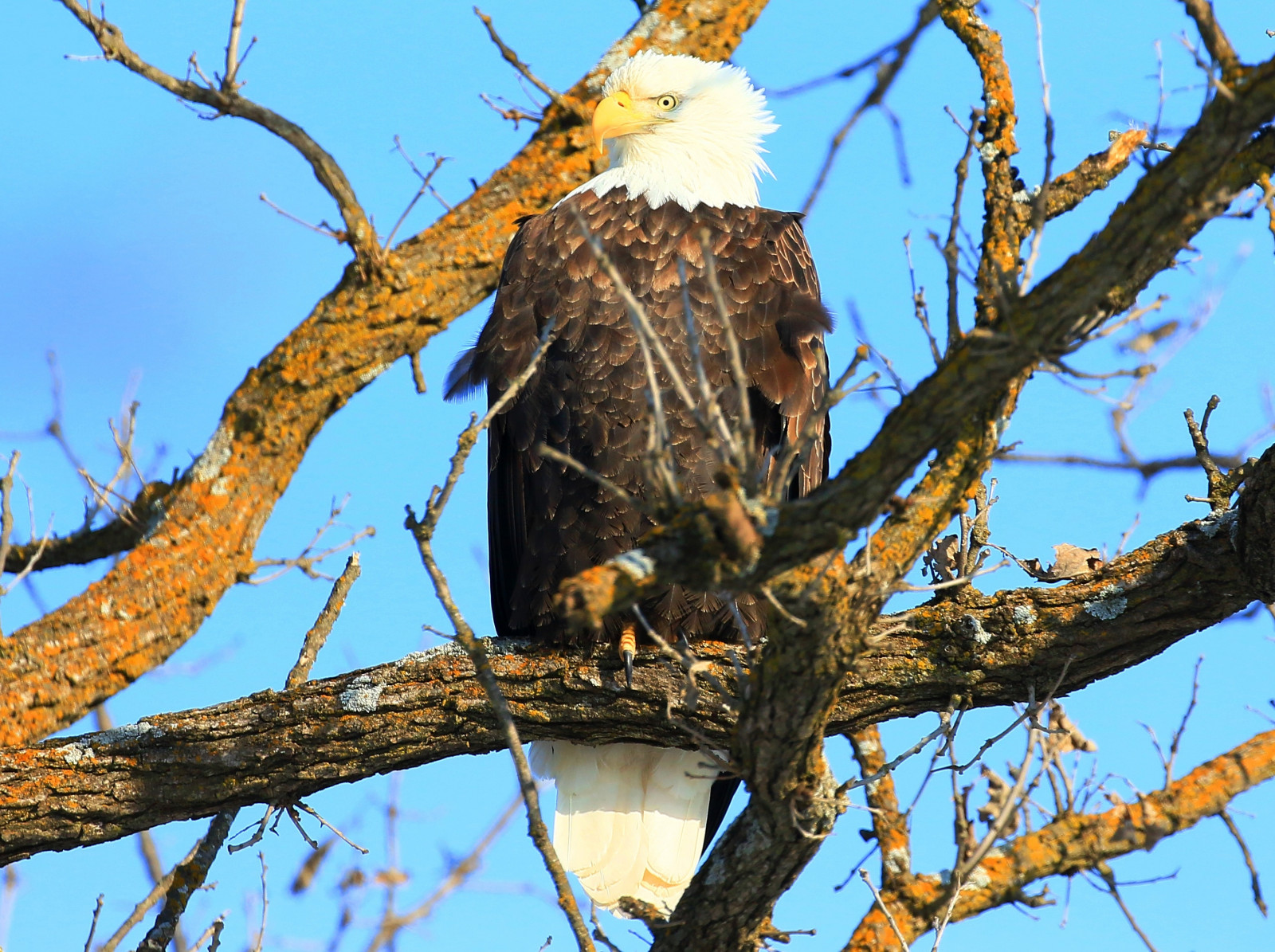 himmel, afdeling, dyreliv, rovfugl, ørn, Hvidhovedet havørn, næb, Citron, fjedre, Iowa, træ, region, fugl, høg, rede, larry, fauna, Kvist, skaldet, accipitriformes, reis, Howard, fugl reden