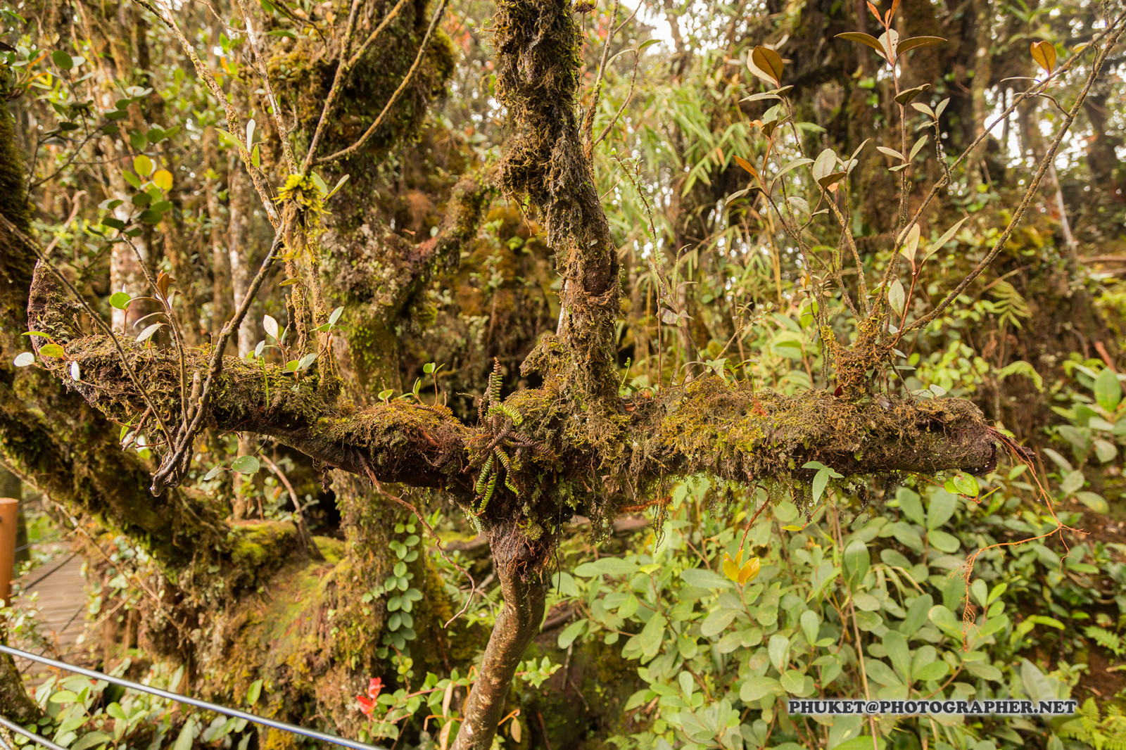 krajina, les, kopec, Příroda, budova, tráva, nebe, motocykl, pole, větev, mech, Dům, hotel, zelená, modrý, mlha, Volně žijících živočichů, letovisko, panoráma, čaj, Malajsie, džungle, Thajsko, deštný prales, mokřadní, mrak, strom, zvíře, podzim, cestovat, list, hora, květ, vysoký, Pohled, rostlina, web, flóra, mě, síť, vegetace, domů, výlet, cesta, plavba, phuket, moto, Leathes, cameron, vrchovina, geo, phuketian, Kedah, Stát, zálesí, místo výskytu, přírodní prostředí, vyrobit, botanika, suchozemská rostlina, kvetoucí rostlina, ekosystém, keř, prales, opadavý
