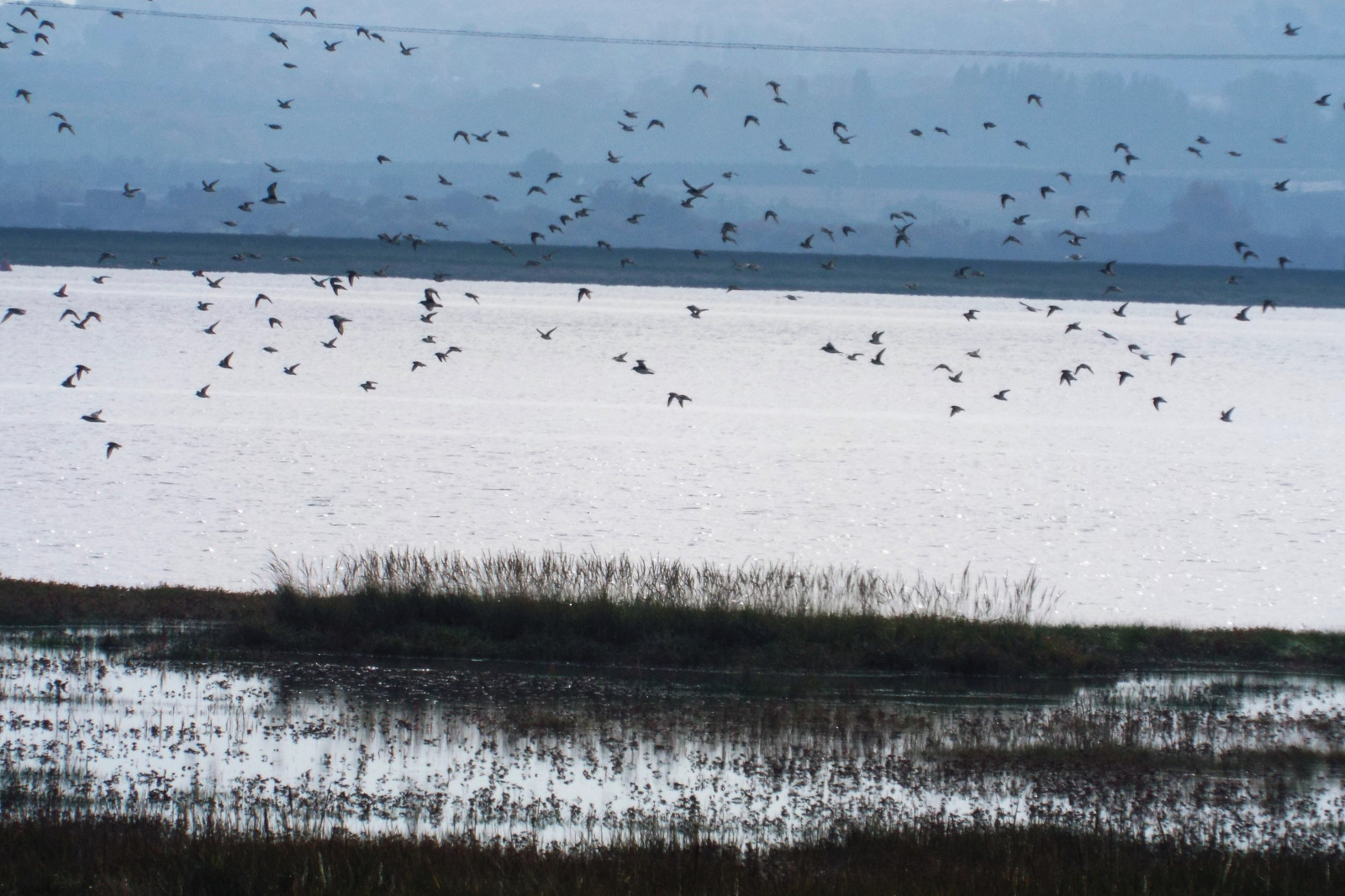 ptactvo, letící, slapy, pláč, isleofsheppey, Hartyferie, Wadersonthewing