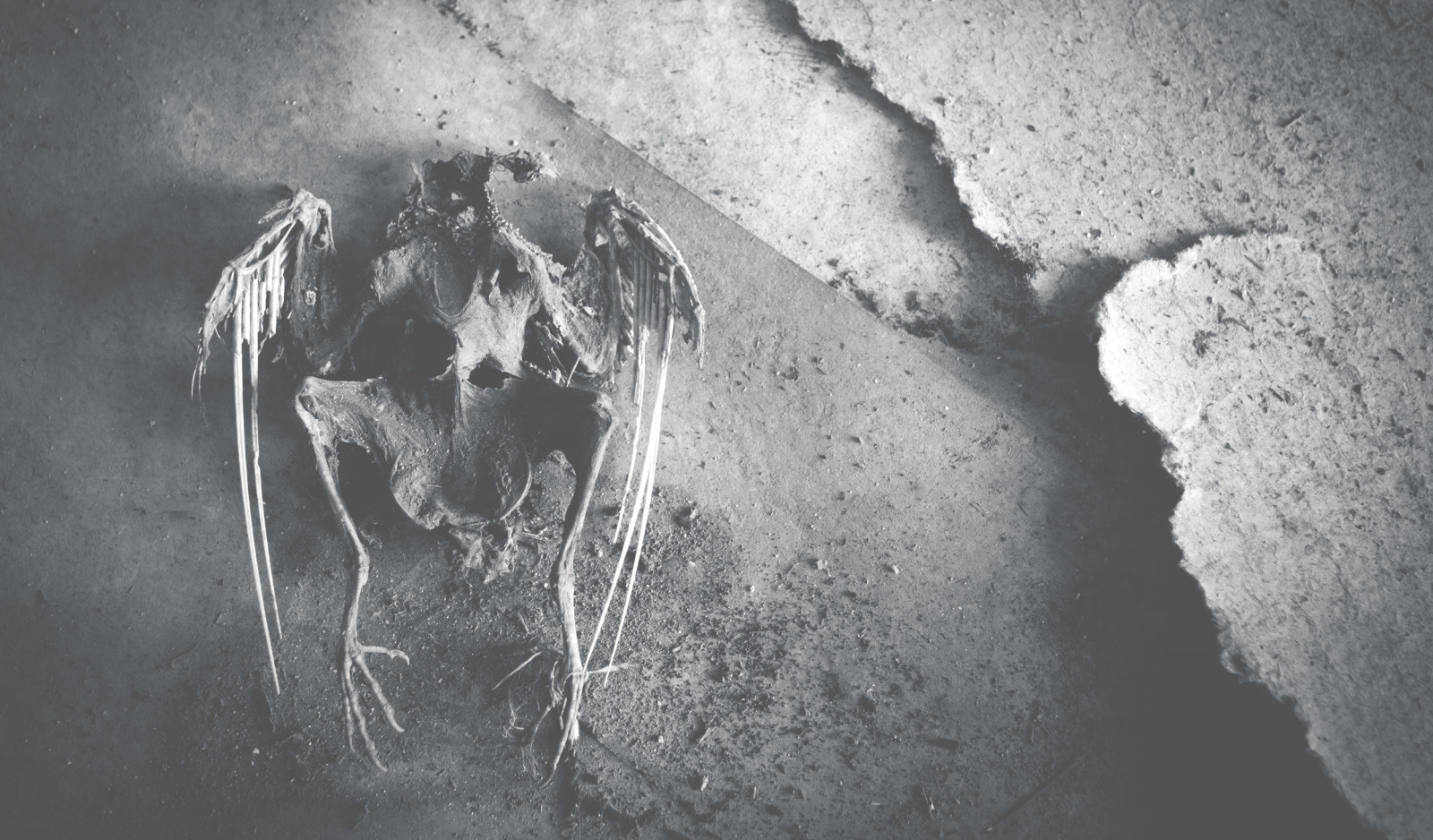 Černý a bílý, tělesné, pták, textura, opuštěný, černobílý, ptactvo, temný, mrtví, kostra, smutek, Černá bílá, tma, Švédsko, konst, Sverige, Drozd, ue, urbex, artphoto, f gel, skelett, abandonedplaces, svartvitt, Konstfoto, vergivet, sv RTA, vergivnaplatser, annalarsson, urbexart, Urbexmacabre, vitastunder