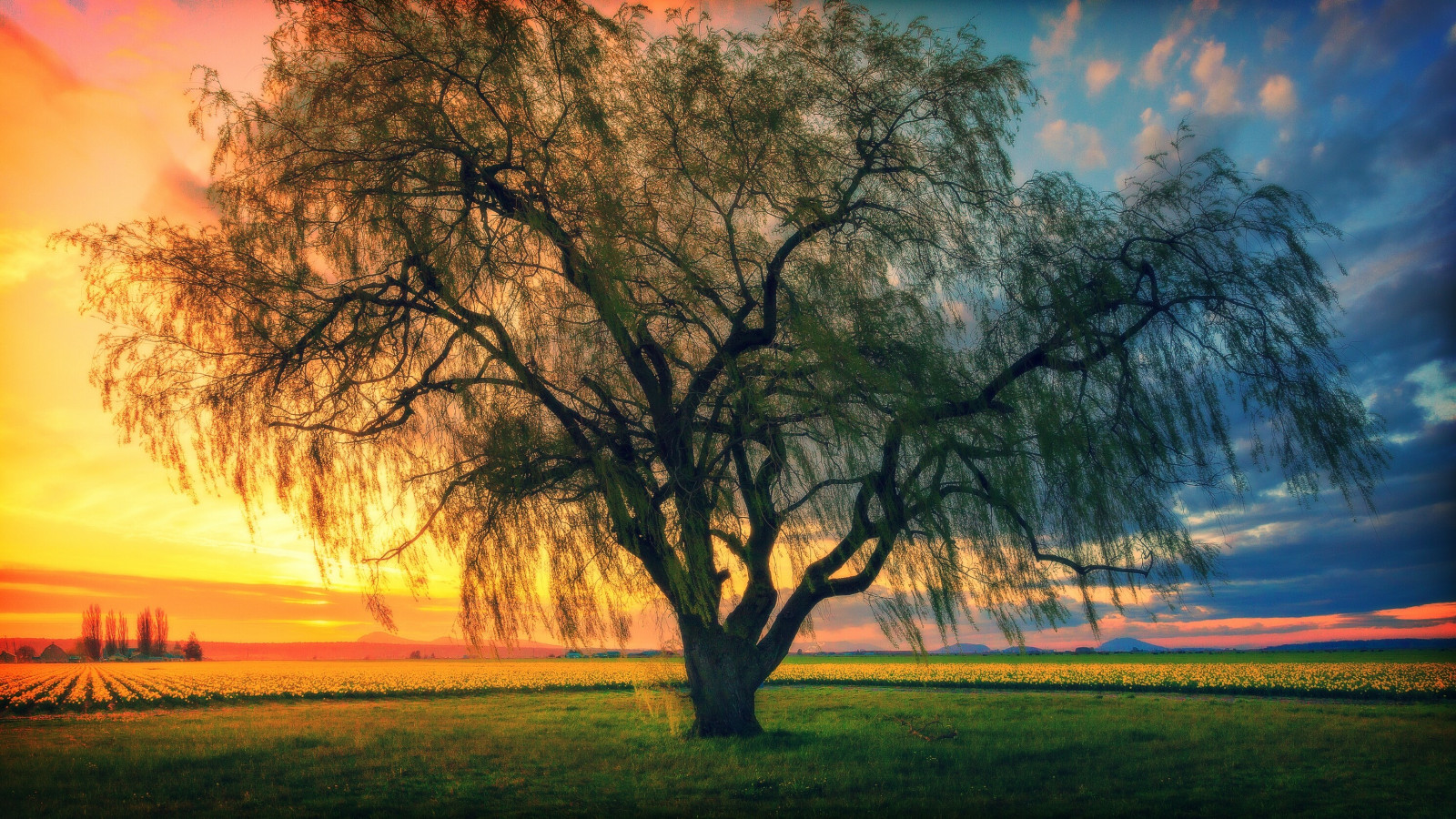 Wallpaper : sunlight, trees, sunset, nature, grass, sky, field, sunrise ...