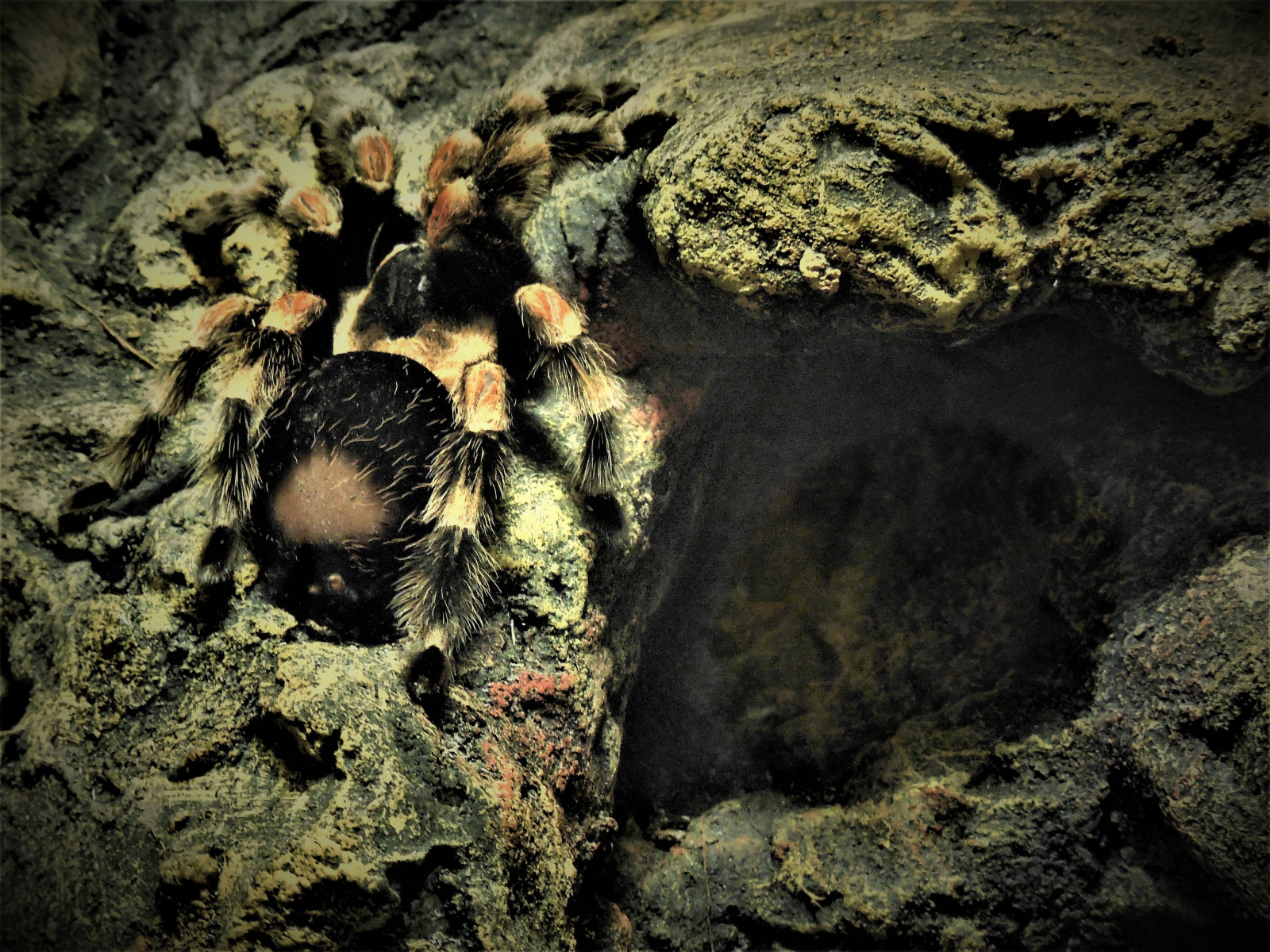 Landschaft, Asien, Wasser, Rock, drinnen, Insel, Malaysia, Spinne, Bildung, Tarantel, Arachnid, Tier, Dunkelheit, Penang, Südostasien, Geologie, Organismus, Telukbahang, Entopie, Butterflyfarm, Theraphosidae