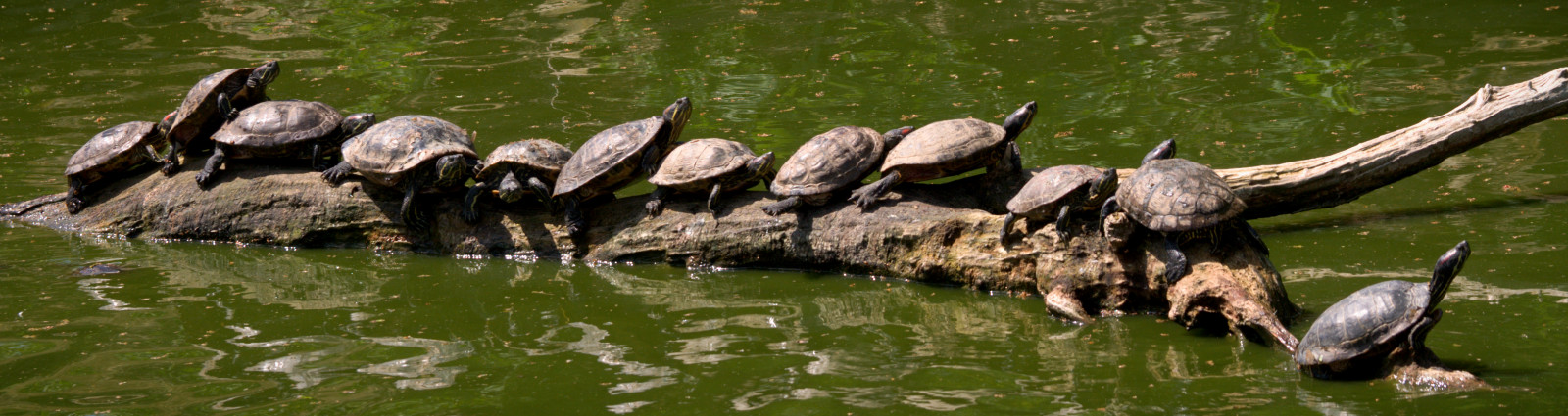 Londýn, voda, odraz, park, tygr, Volně žijících živočichů, HDR, záznam, čáry, zoologická zahrada, rybník, pruhy, želva, banka, bažina, zobák, přírodní rezervace, Želva, mokřadní, Krásná, strom, pták, pelikán, želvy, bokem, čára, úžasný, boční, mořský pták, lodě, skvělý, póza, pózy, ohromující, fauna, Zůstatek, způsoby, rovný, vodní pták, vladaři, Ciconiiformes