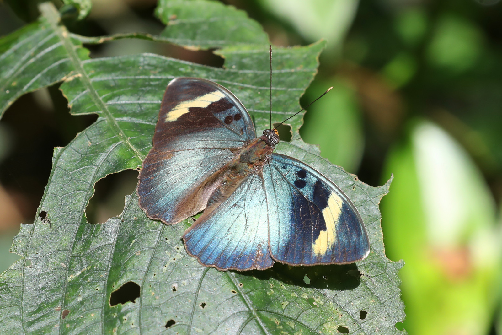 les, motýl, hmyz, Volně žijících živočichů, tropický, Afrika, Afričan, mol, západ, list, motýli, Lesník, mužský, makro fotografie, bezobratlý, členovců, organismus, Nymphalidae, opylovači, můry a motýli, lycaenid, Pieridae, štětec footed motýl, Ghana, Rozšířené, Atewa, Euphaedra, Medon