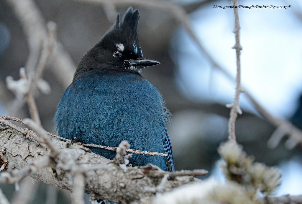 Příroda, křídla, sníh, zima, peří, větev, modrý, Volně žijících živočichů, jaro, zobák, Účtovat, Sojka, strom, zvíře, pták, sezóna, flóra, borovice, fauna, modrý pták, prohlížení pták, obratlovců, Lejskovití, Emberizidae, stellersjay, cyanocittastelleri, taniasimpson, photographythroughtaniaseyes