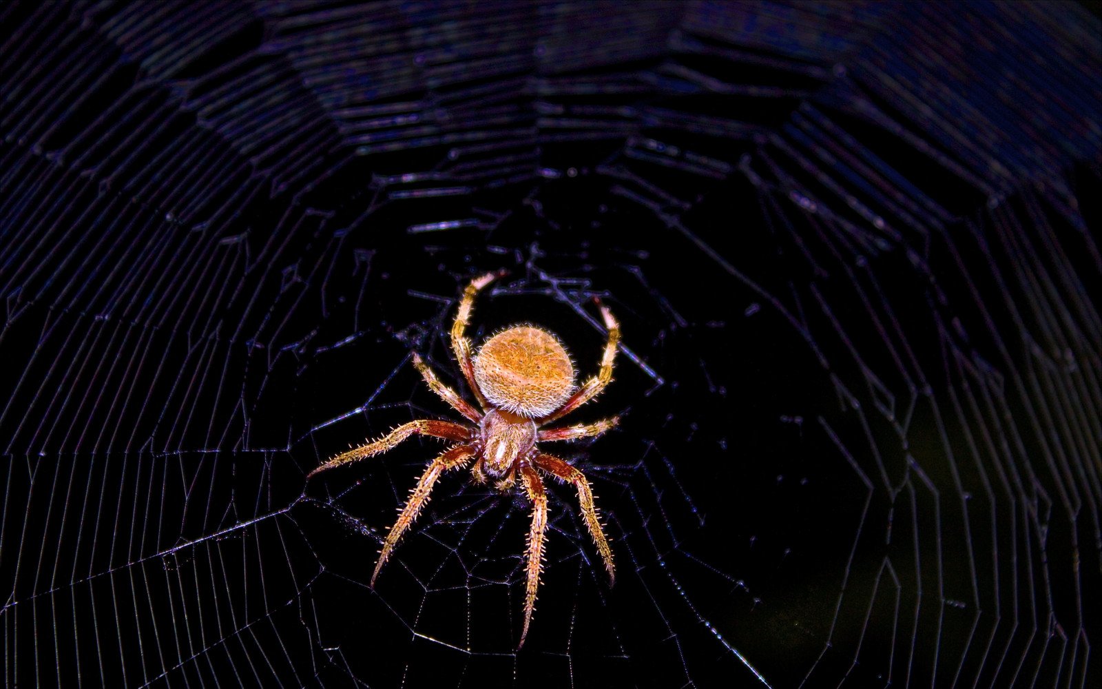 noc, symetrie, pavučiny, pavouk, pavoukovec, materiál, fauna, zblízka, makro fotografie, bezobratlý, členovců, pavoučí síť, orb weaver pavouk, araneus, Evropská zahradní pavouk