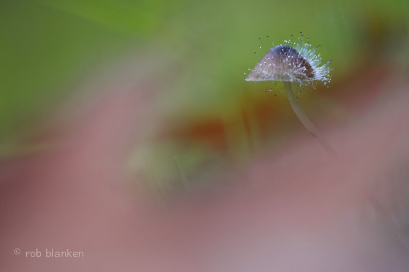 makro, houba, nikond800, sigma180mm128apomacrodghsm, houba makro, houba, nikond800, sigma180mm128apomacrodghsm, houba