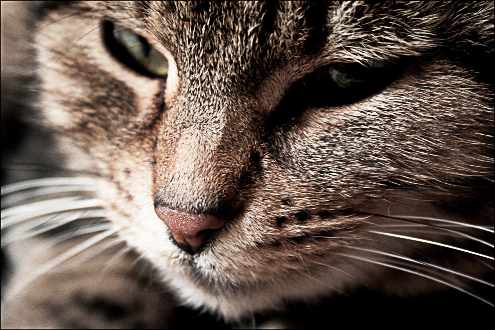 kočka, černobílý, nos, kníry, divoká kočka, oko, fauna, savec, Černý a bílý, obratlovců, mimika, orgán, zblízka, kočka jako savci, čenich, malé až středně velké kočky, mourovatá kočka, zívnutí