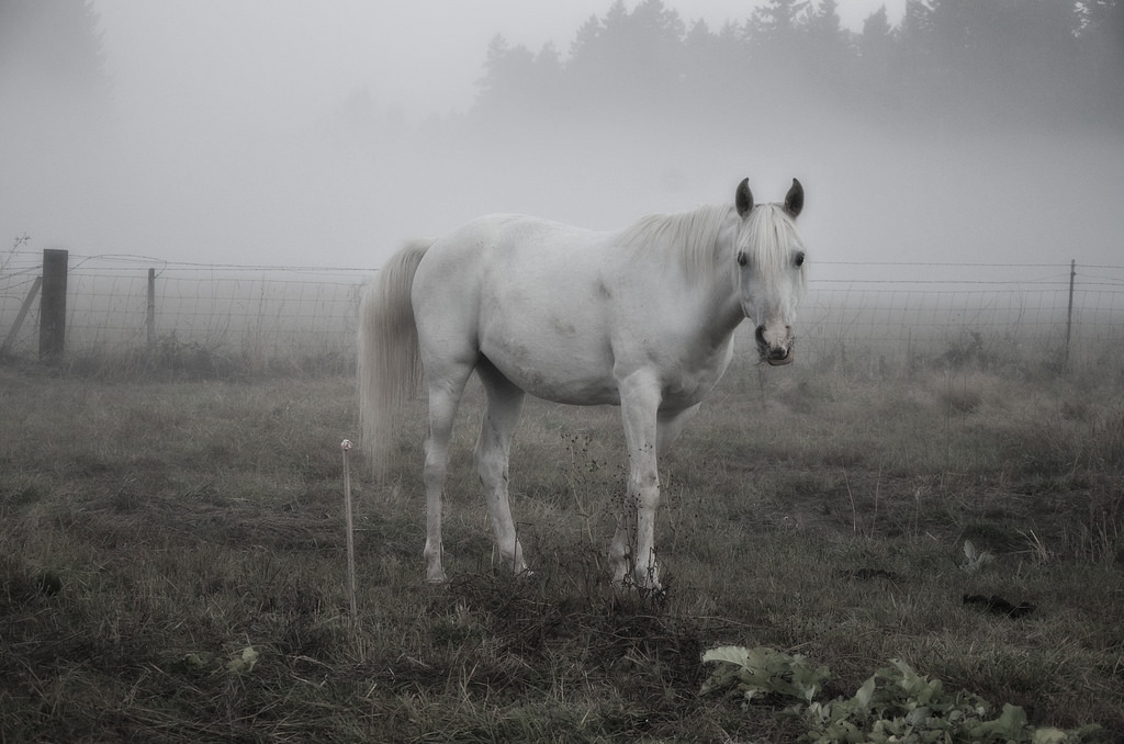 landskab, hvid, monokrom, hest, græs, himmel, tåge, dyreliv, Nikon, hegn, træ, tåge, græsarealer, husdyr, græs, eng, hoppe, fauna, prærie, sort og hvid, monokrom fotografering, snude, manke, hest som pattedyr, hingst, mustang hest, ukrudt, ronk, økoregion, stock photography