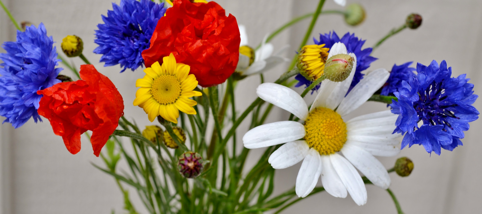 pr stkrage, vallmo, bl klint