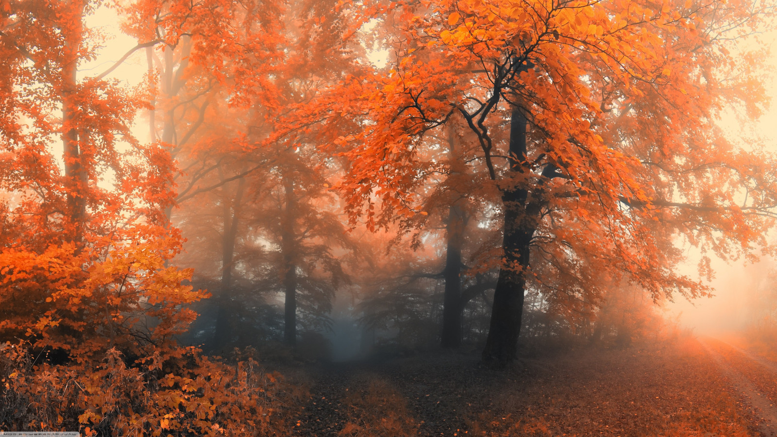Fond d'écran : 3840x2160 px, la nature, des arbres, Avec filigrane ...
