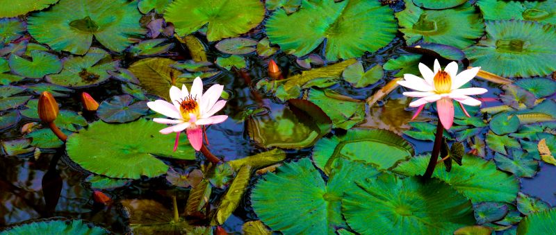 Lotus, punitvan, Whitelotus, indianlotus, lotuspair, morninglotus Lotus, punitvan, Whitelotus, indianlotus, lotuspair, morninglotus