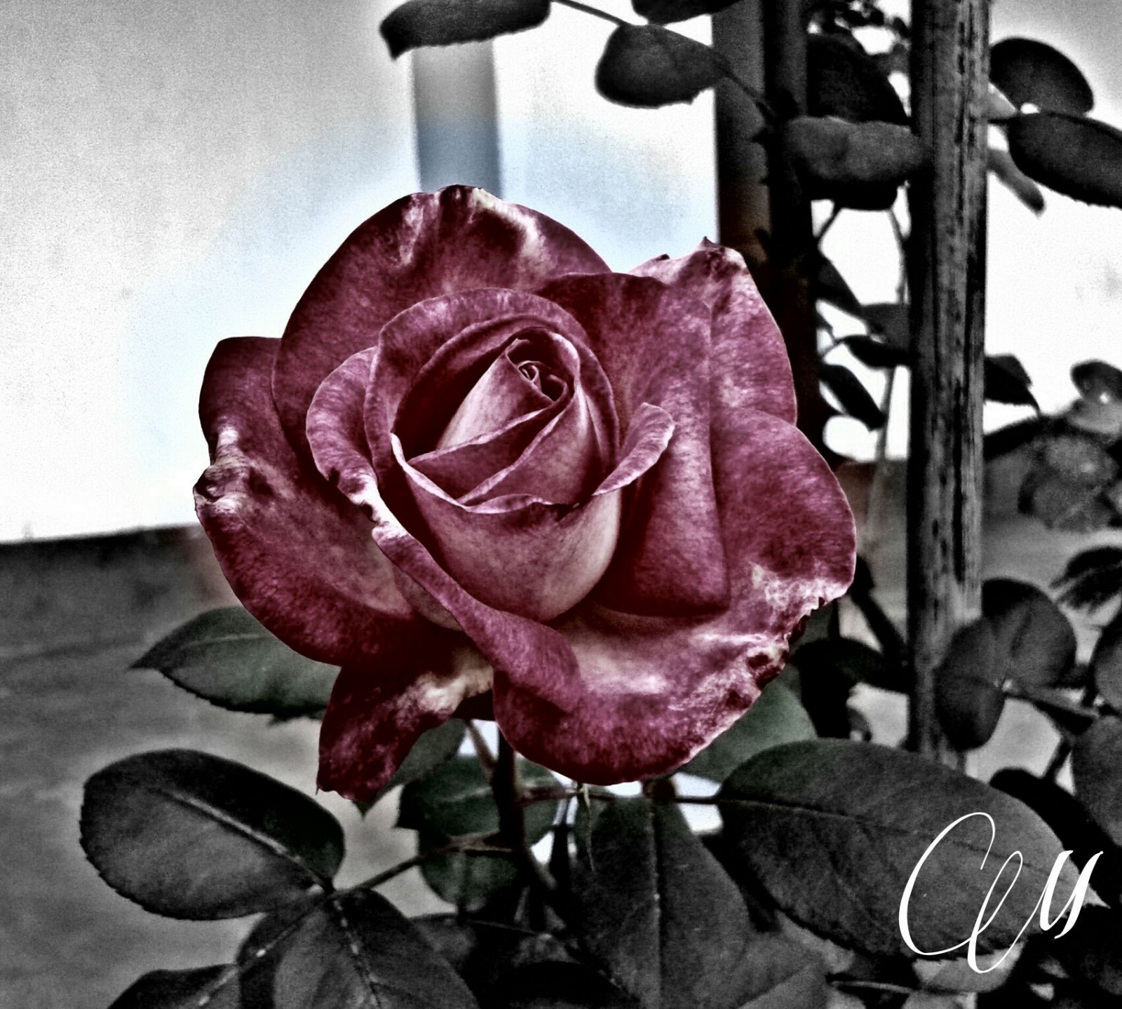 zwart, monochroom, bloemen, rood, planten, fotografie, Purper, roos, roze, bloem, fabriek, bloemblad, zwart en wit, zwart-wit fotografie, landplant, bloeiende plant, bloemisterij, stillevenfotografie, tuinrozen, roze familie