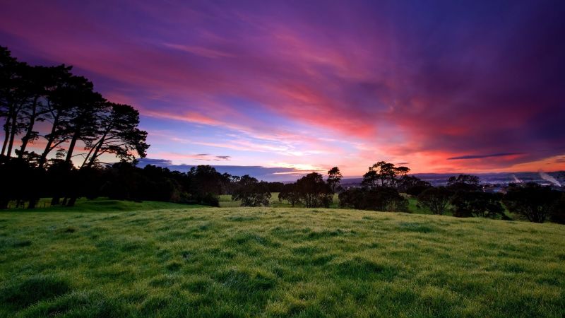 trees, landscape, sunset, hill, nature, grass trees, landscape, sunset, hill, nature, grass