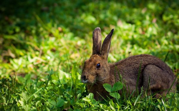nature,grass,wildlife,green,lie,flower