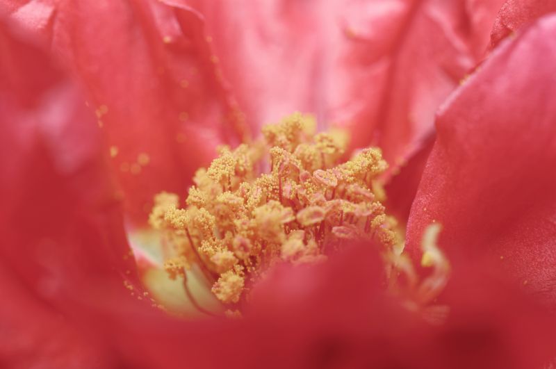 Flores, naturaleza, rojo, fotografía, macro, polen