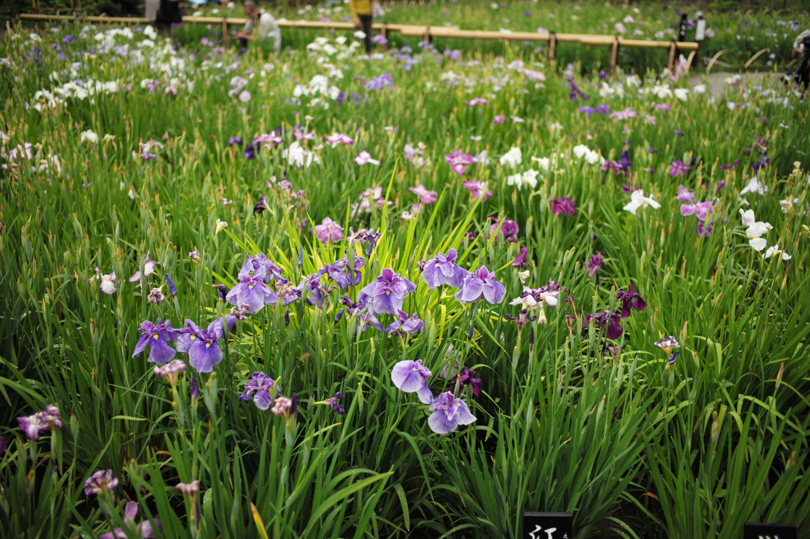 Wallpaper garden, field, Leica, herb, Iris, M, flower, flora, meadow, summicron, summicron235