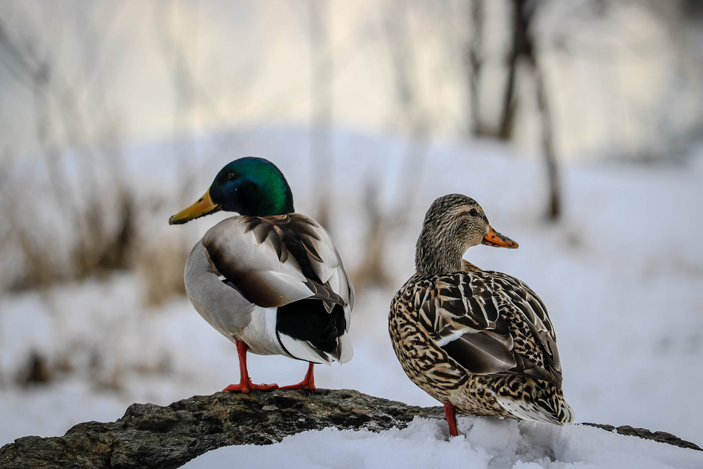 Příroda, sníh, zima, Volně žijících živočichů, Kanada, kachna, bokeh, zobák, divoká kachna, pták, křídlo, fauna, cans2s, vodní ptáci, obratlovců, vodní pták, kachen, hus a labutě, latewinter, kamloopsbc