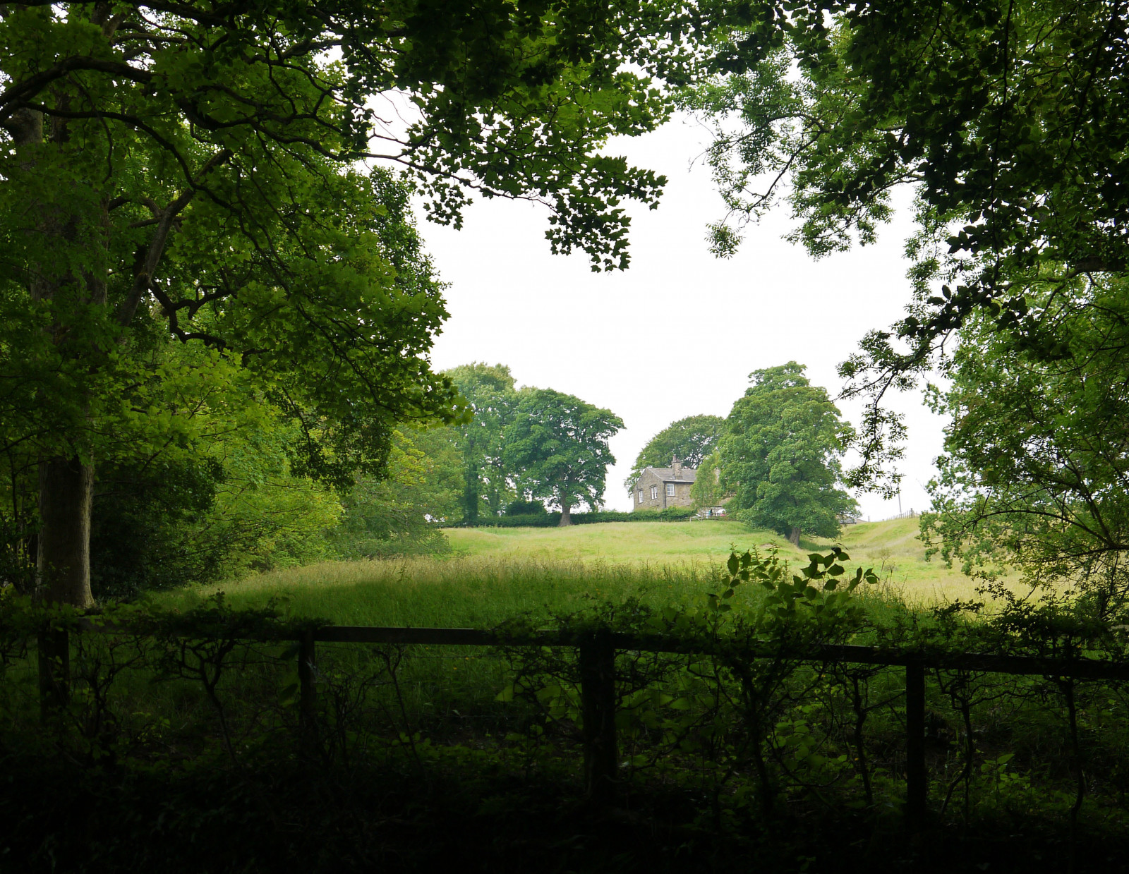slunečnímu záření, stromy, les, citát, zahrada, Příroda, odraz, tráva, park, pole, Dům, zelená, ráno, plot, rybník, džungle, strom, list, květ, prozkoumat, rostlina, venkov, les, HFF, zálesí, venkov, místo výskytu, atmosférický jev, botanika, dřevina