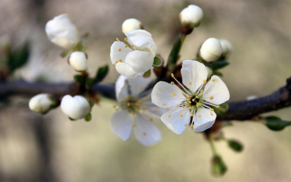 food, flowers, nature, branch, fruit, green