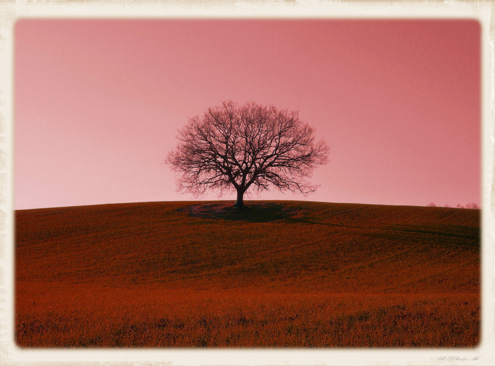 výkres, malování, tráva, nebe, zima, spací, hnědý, růžový, země, strom, květ, cielo, Artscape, rosa, louka, inverno, sogno, Campagna, albero, moderní umění, akrylová barva, marrone, prato, Dormire, rám obrazu, erba, panasoniclumix, Drem, dmctz6