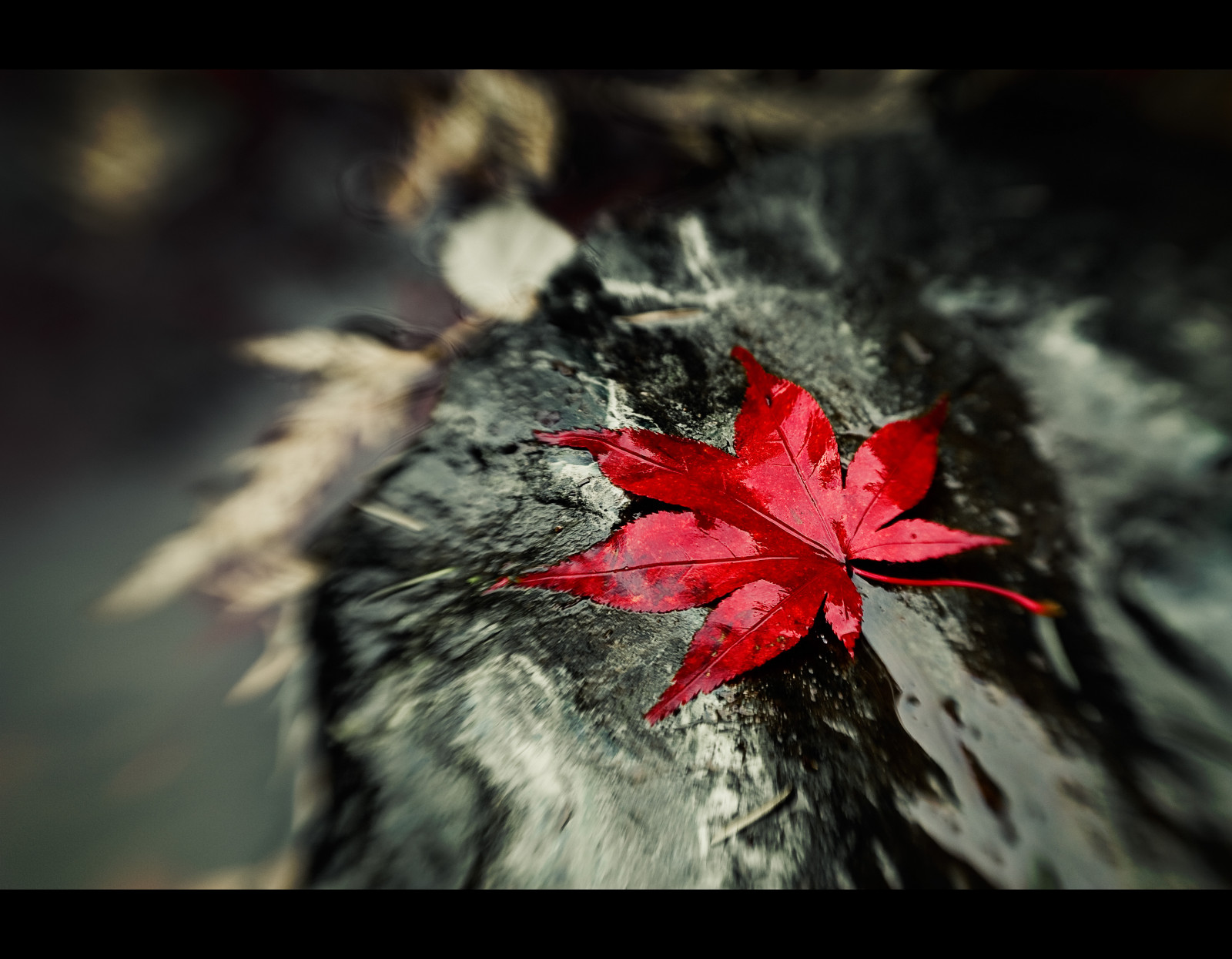 podzim, voda, Příroda, Červené, fotografování, větev, modrý, skály, strom, podzim, list, javor, květ, rostlina, sezóna, flóra, lensbaby, tma, abigfave, theunforgettablepictures, platinumphoto, diamondclassphotographer, flickrdiamond, blueribbonwinner, goldstaraward, damniwishidtakenthat, padlý, alemdagqualityonlyclub, flickrsmasterpieces, suchozemská rostlina, kvetoucí rostlina, dřevina, zblízka, makro fotografie, Javorový list, theunforgettablepicture, artinoneshot