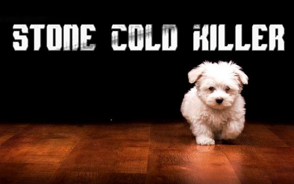 1680x1050 px, funny, humor, cute, dog, dogs
