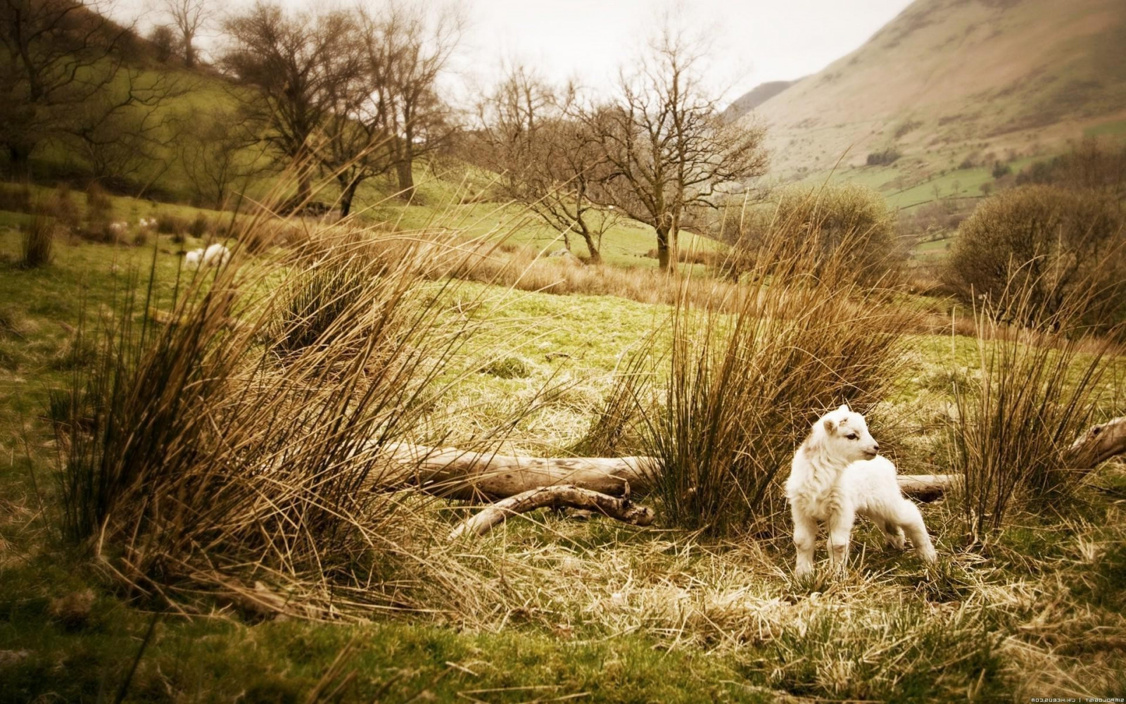 zvěř, tráva, Volně žijících živočichů, divočina, savci, ovce, podzim, lučina, pastvina, louka, 1920x1200 px, zálesí, prérie, venkov, místo výskytu, přírodní prostředí, tráva rodina