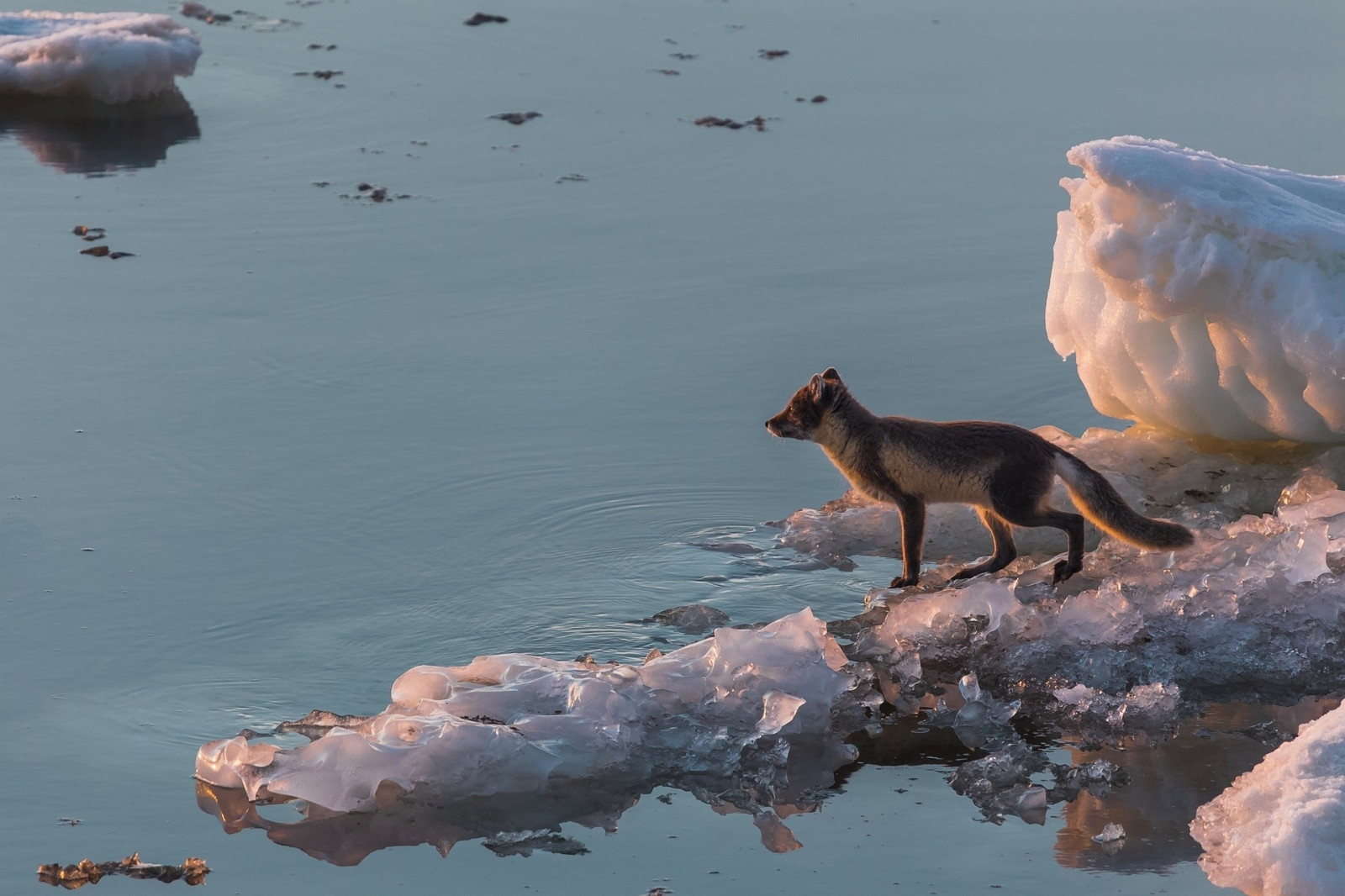 Hayvanlar, deniz, Su, Yansıma, Vahşi hayat, Arctic, kutup tilkisi, okyanus, fauna