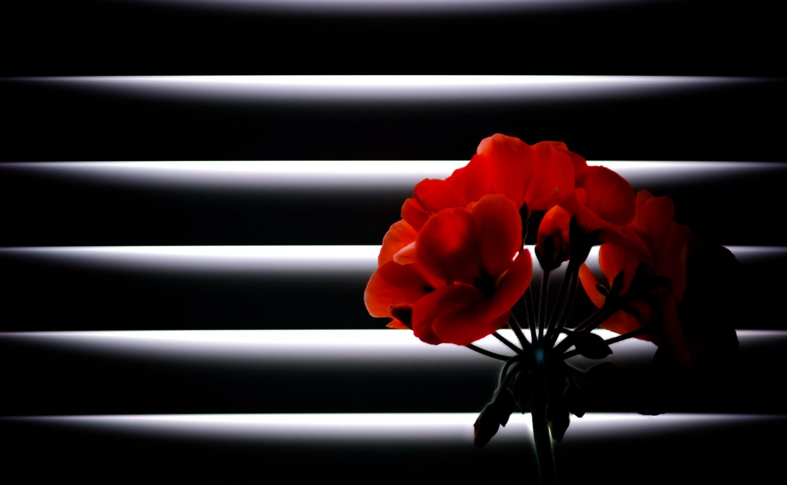 Wallpaper room, red, blinds, light, flower, darkness, petal, geranium