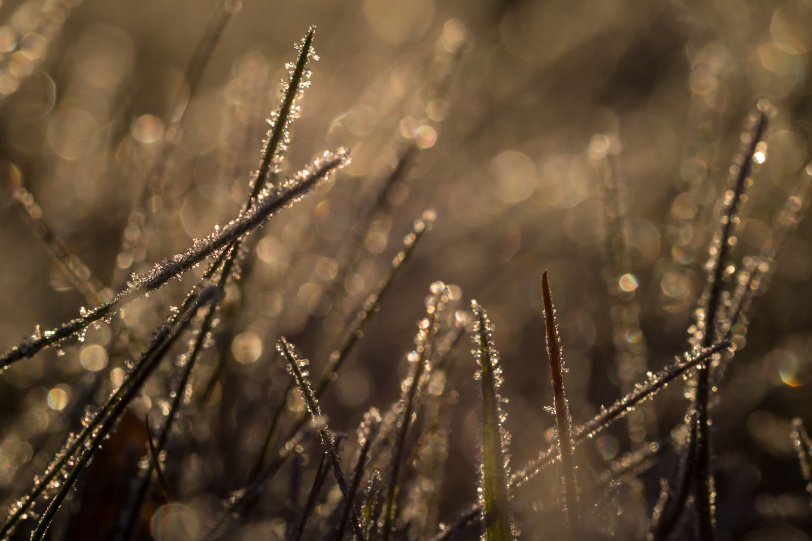 sollys, vand, natur, afspejling, vinter, fotografering, makro, afdeling, kold, morgen, frost, dug, Fryser, lys, træ, efterår, blad, blomst, vejr, plante, sæson, makro, s dersl tt, Kallt, mørke, Kvist, tæt på, makrofotografering, fugtighed