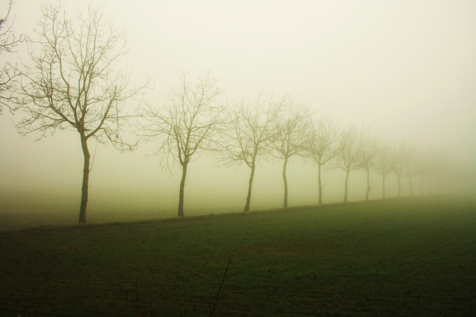 slunečnímu záření, stromy, kopec, Příroda, tráva, pole, větev, svítání, ráno, mlha, horizont, atmosféra, soumrak, mlhavý, opar, Fila, strom, mlha, počasí, svítání, cielo, elitegalleryaoi, prostý, mat56, mygearandmepremium, mygearandmebronze, natura, krajiny, Nebbia, bestcapturesaoi, Paesaggi, artofimages, Campagna, alberi, lombardia, lodi, Pianura, Lodigiano, PADANA, topseven, Brentonico, atmosférický jev, dřevina