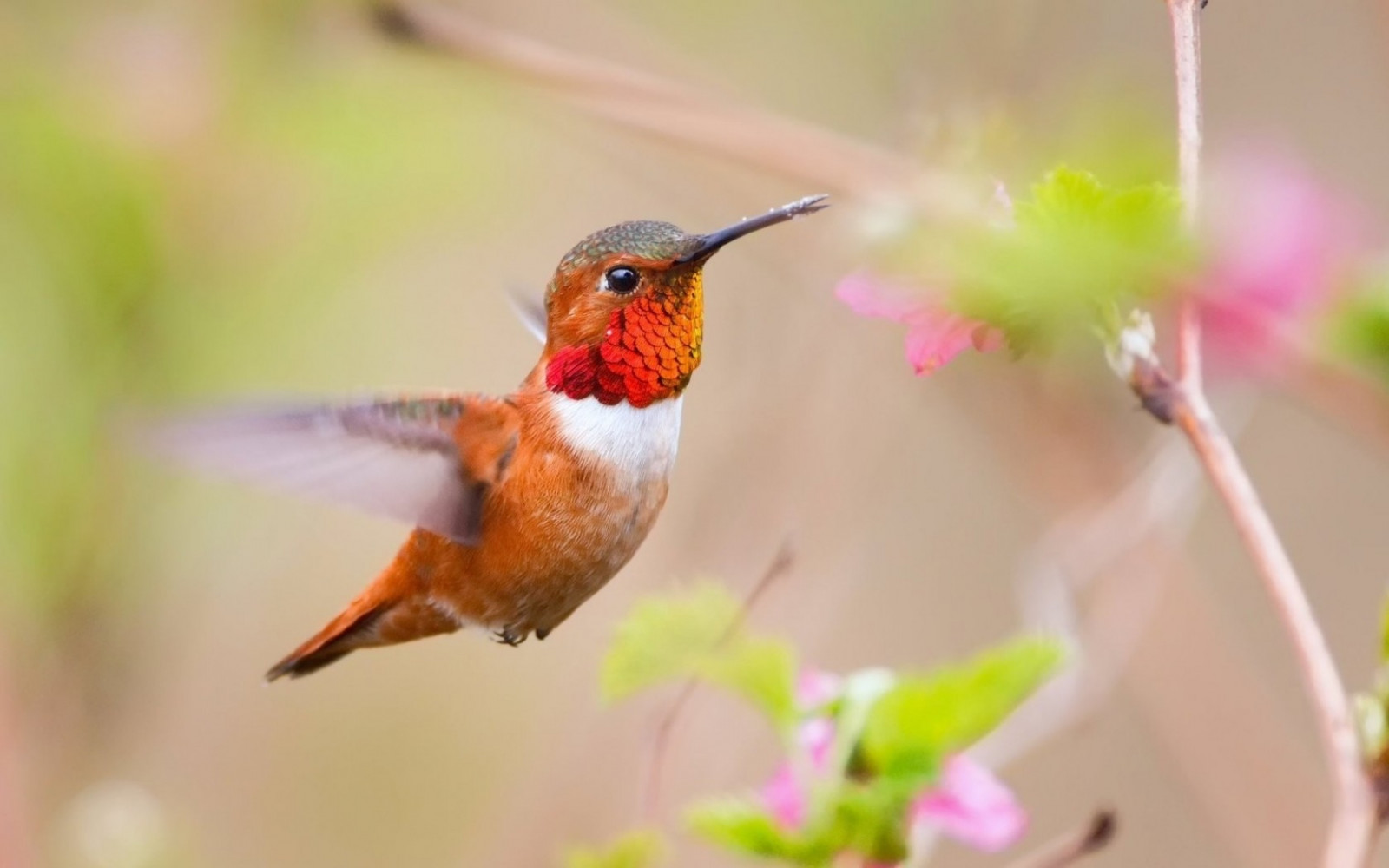 Wallpaper nature, branch, swing, beak, caliber, flower, plant