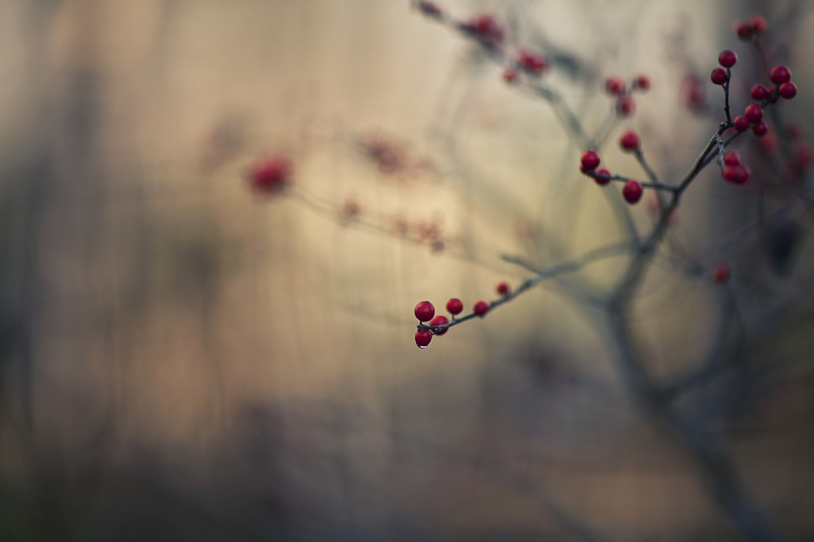 slunečnímu záření, Příroda, Červené, rostliny, fotografování, makro, větev, ovoce, ráno, Třešňový květ, květ, jaro, barva, strom, podzim, list, květ, rostlina, sezóna, flóra, okvětní lístek, zblízka, makro fotografie