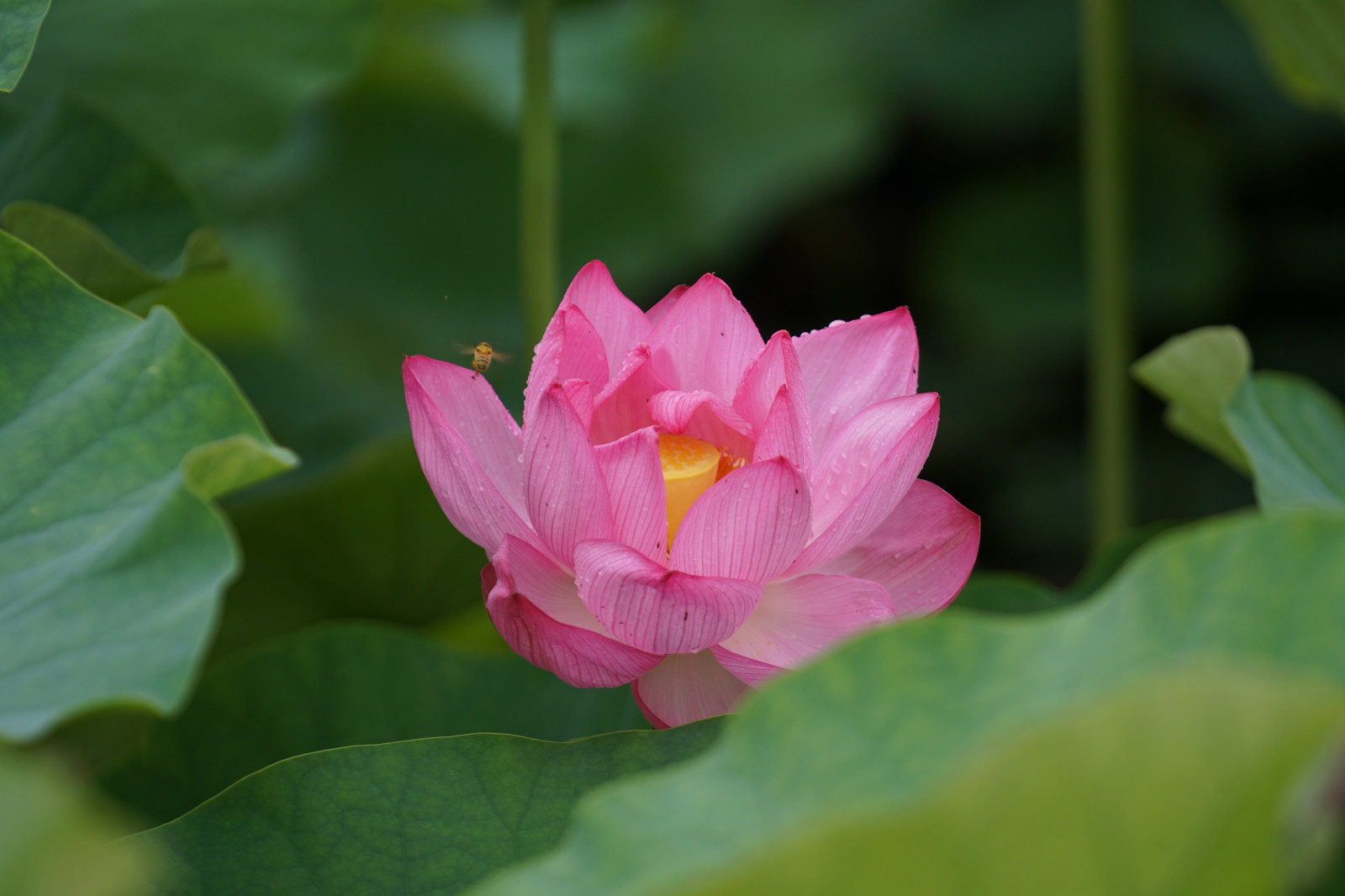 Japonsko, Sony, květ, Tokio, Lotus, jp, květ, rostlina, flóra, CC, Ueno, okvětní lístek, a6300, 6300, CreativeCommons, fe70200mm, fe70200mmf4goss, Shinobazu, botanika, suchozemská rostlina, kvetoucí rostlina, jednoletá rostlina, makro fotografie, vodních rostlin, posvátný lotos, lotus rodina, Proteales