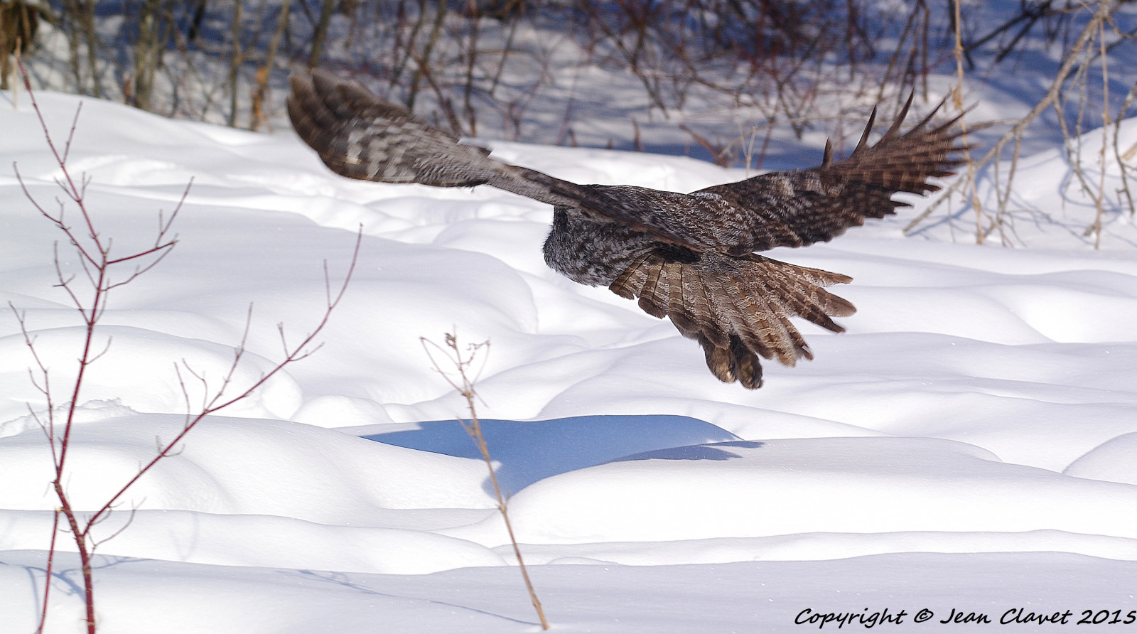 ท้องฟ้า, หิมะ, ฤดูหนาว, สัตว์ป่า, นกล่าเหยื่อ, นกฮูก, นกอินทรี, เทา, ปาก, การแช่แข็ง, เหยื่อ, แร็ปเตอร์, hibou, ดี, นก, oiseau, สัตว์ป่า, chouette, lapone, proie