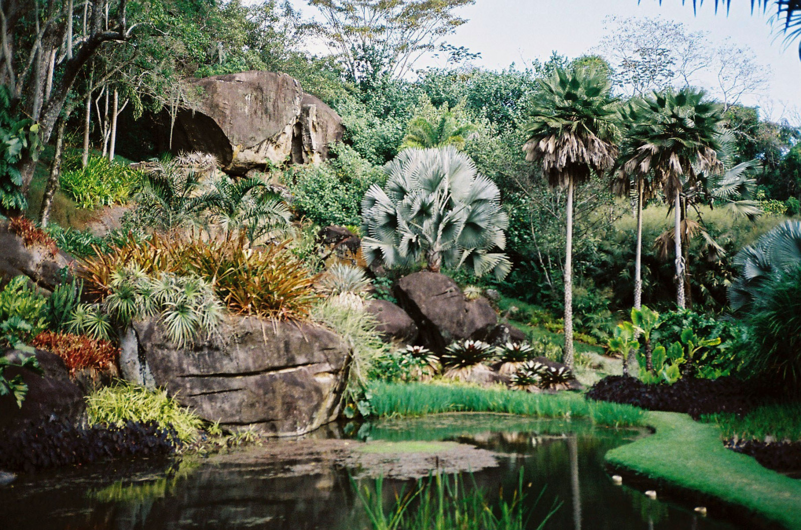 krajina, zahrada, architektura, voda, Příroda, odraz, tráva, rostliny, tropický, rybník, džungle, Brasil, přírodní rezervace, strom, list, rostlina, flóra, vodní tok, vegetace, tropy, Rio de Janeiro, ekosystém, biome, arecales, Botanická zahrada, terénní, palma, Burlemarx, Paisagismo, Robertoburlemarx, S tioburlemarxem