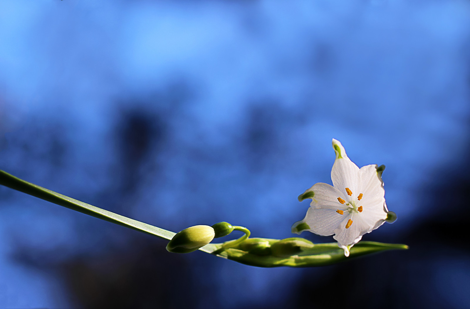 luce del sole, fiori, natura, cielo, fotografia, ramo, verde, giallo, blu, fiorire, primavera, albero, foglia, fiore, pianta, fioritura, flora, germoglio, sfondo del computer, avvicinamento, fotografia macro, staminali vegetali