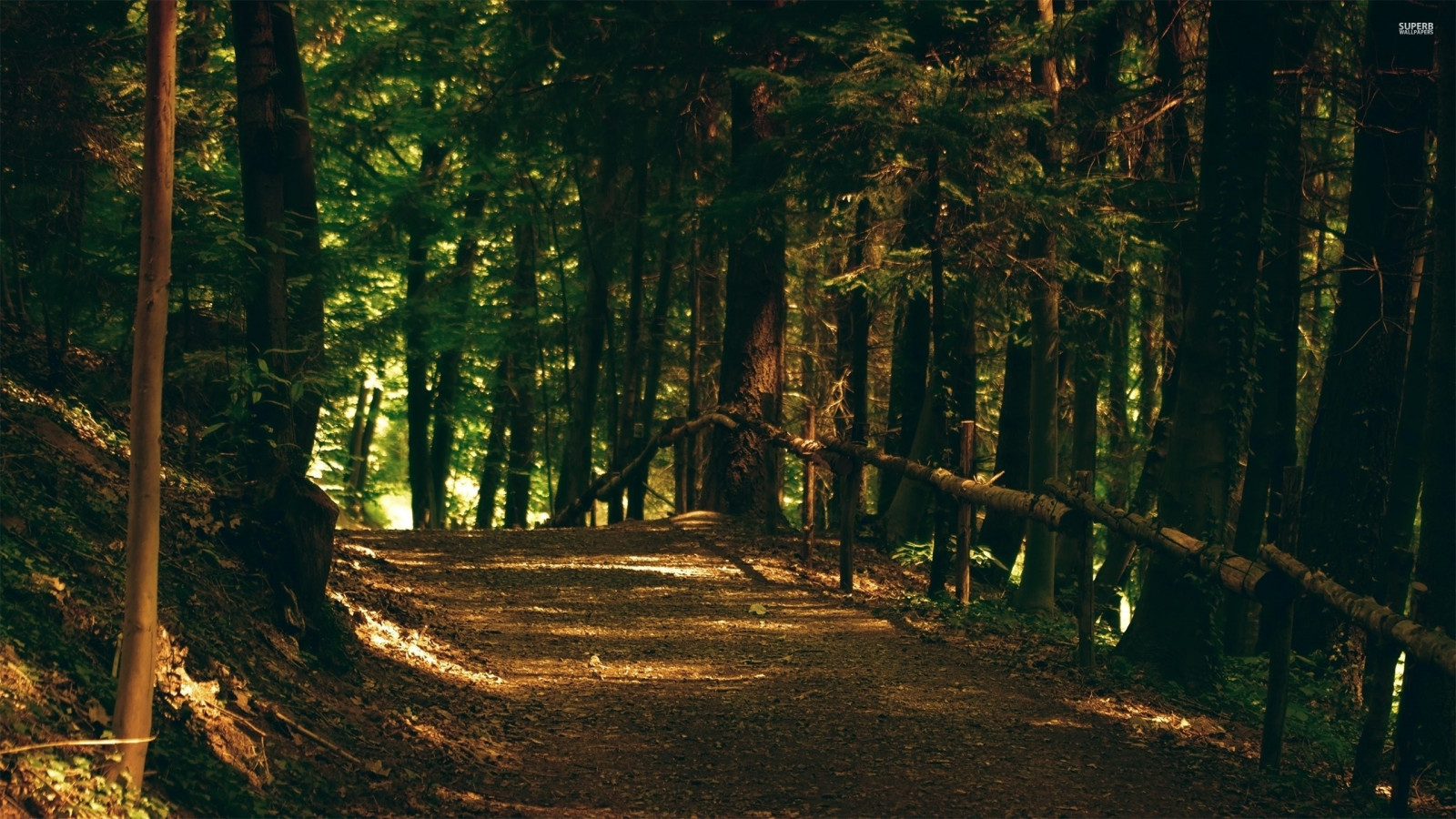 Hình nền : Ánh sáng mặt trời, phong cảnh, thiên nhiên, chi nhánh, màu