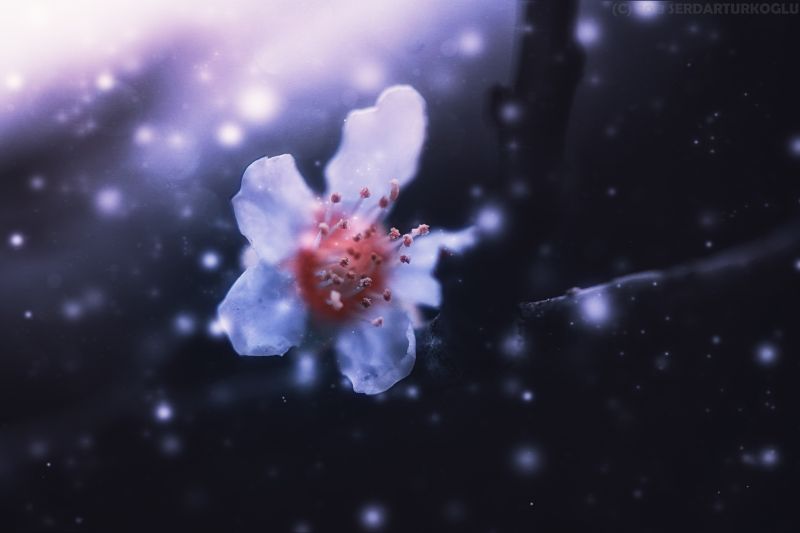 bloem,bloesem,macrofotografie,detailopname,atmosfeer,fenomeen