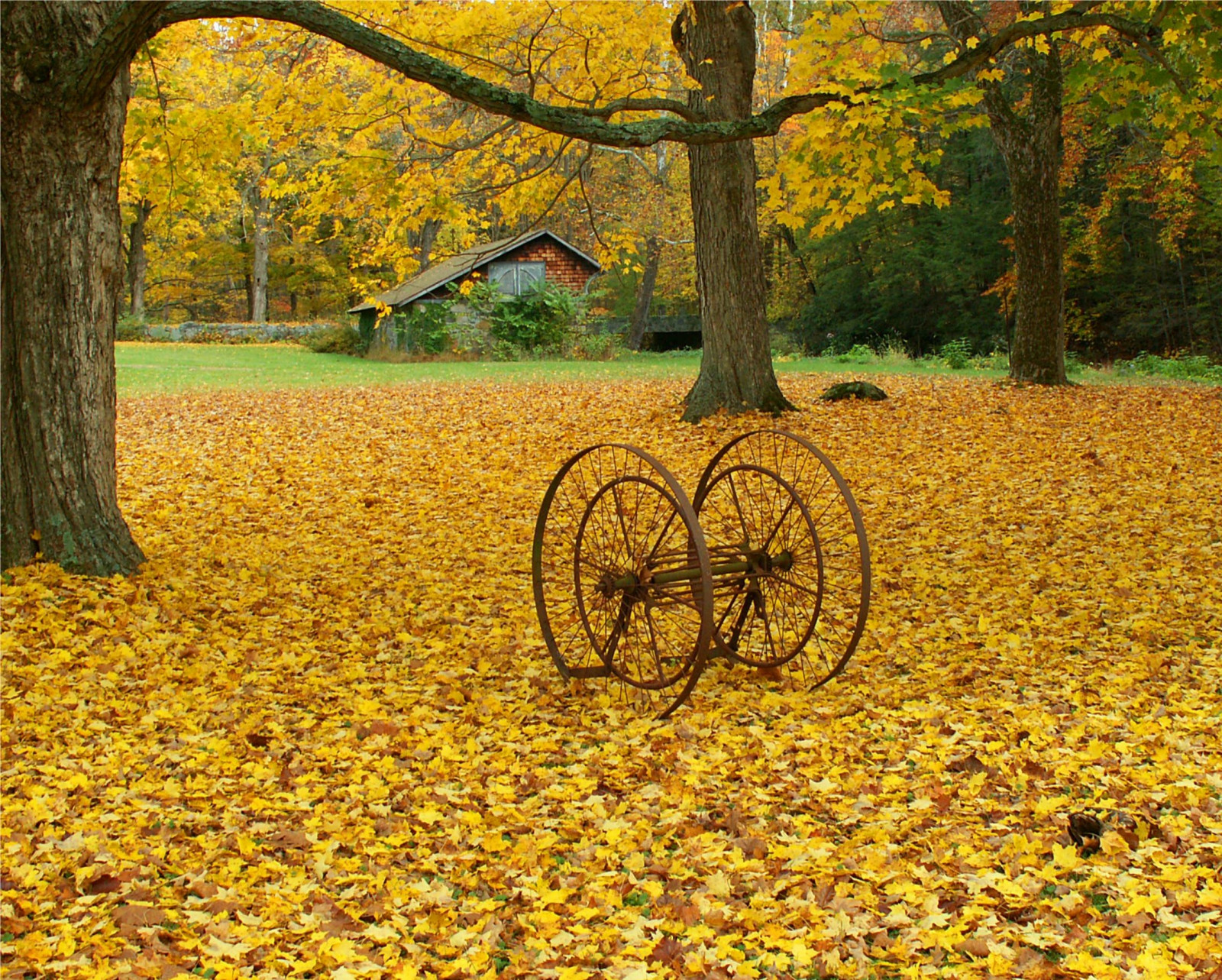 Wallpaper autumn, trees, fall, leaves, yellow, farmhouse, seasons
